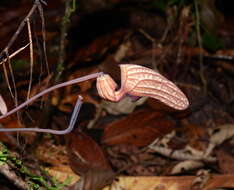 Image of Aristolochia wankeana