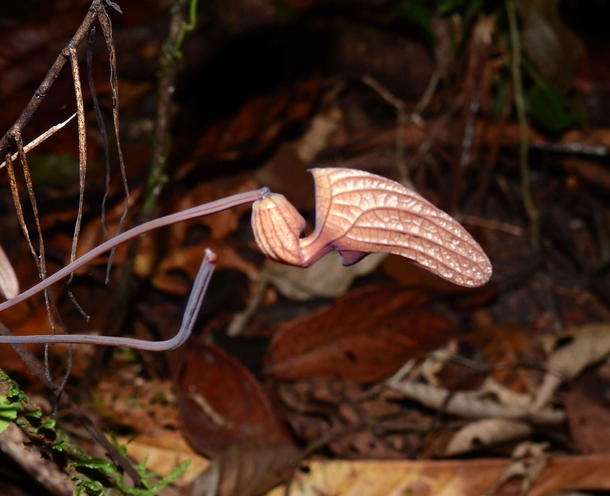 Image of Aristolochia wankeana