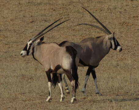 Image of Grazing antelope