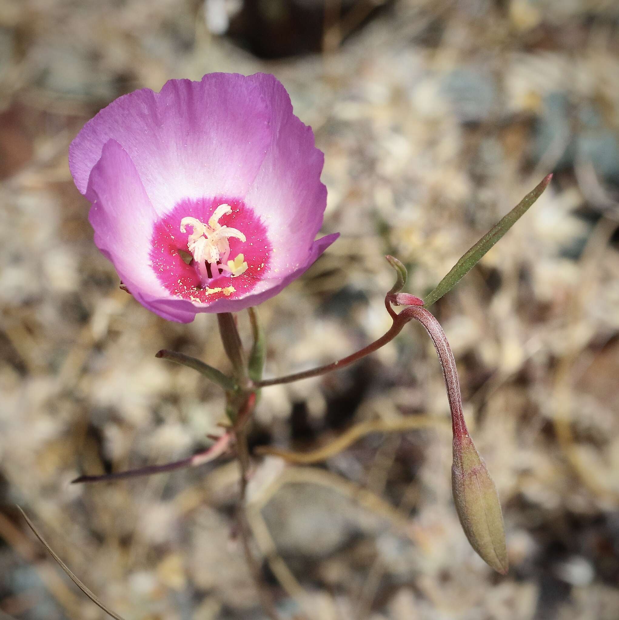 Imagem de Clarkia gracilis subsp. tracyi (Jeps.) Abdel-Hameed & Snow