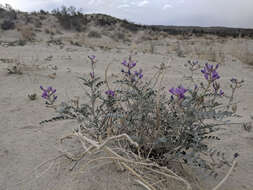 Imagem de Astragalus lentiginosus var. coachellae Barneby