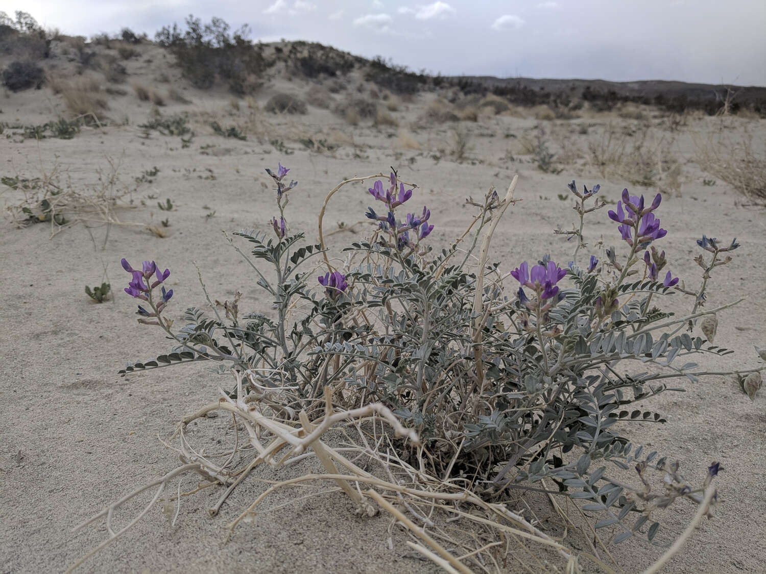 Imagem de Astragalus lentiginosus var. coachellae Barneby