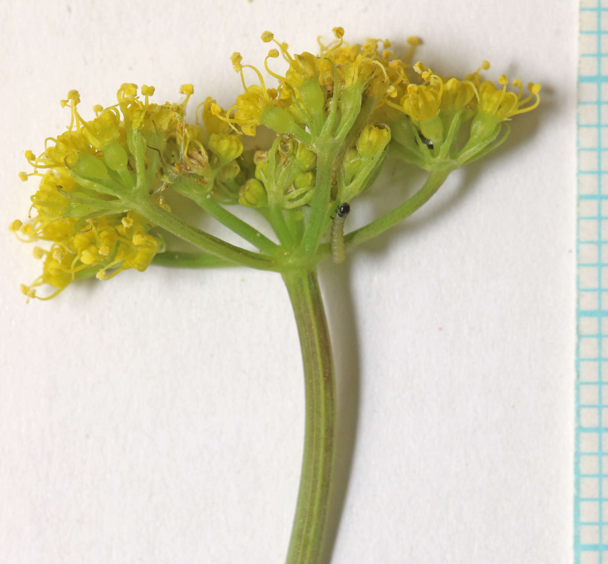 Image of rough desertparsley