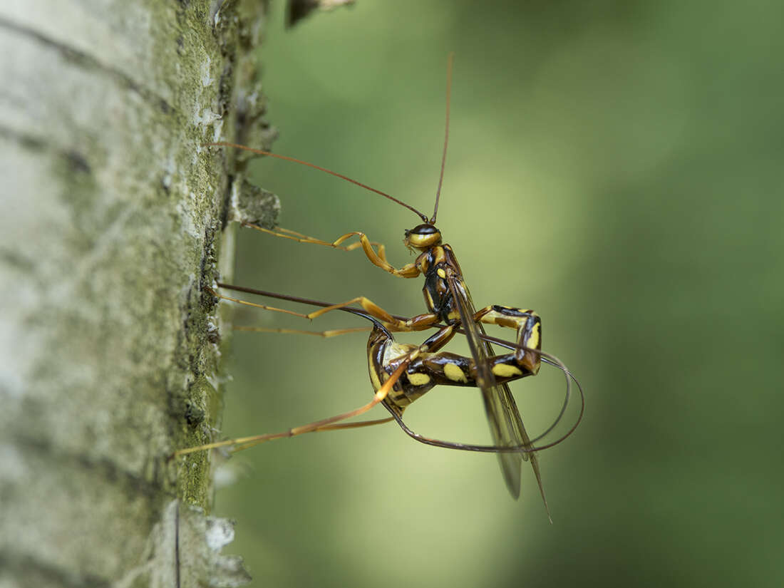 Image of Megarhyssa perlata (Christ 1791)