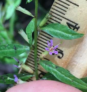 Image of Curtiss' Loosestrife