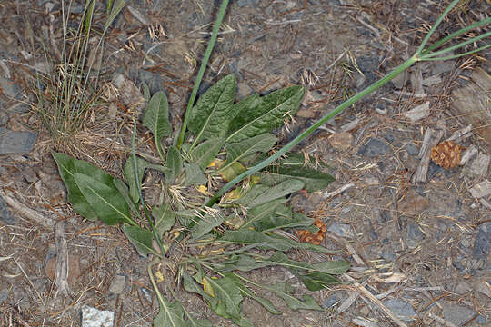 Imagem de Eriogonum elatum var. elatum