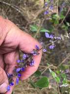 Image de <i>Coleus graveolens</i>