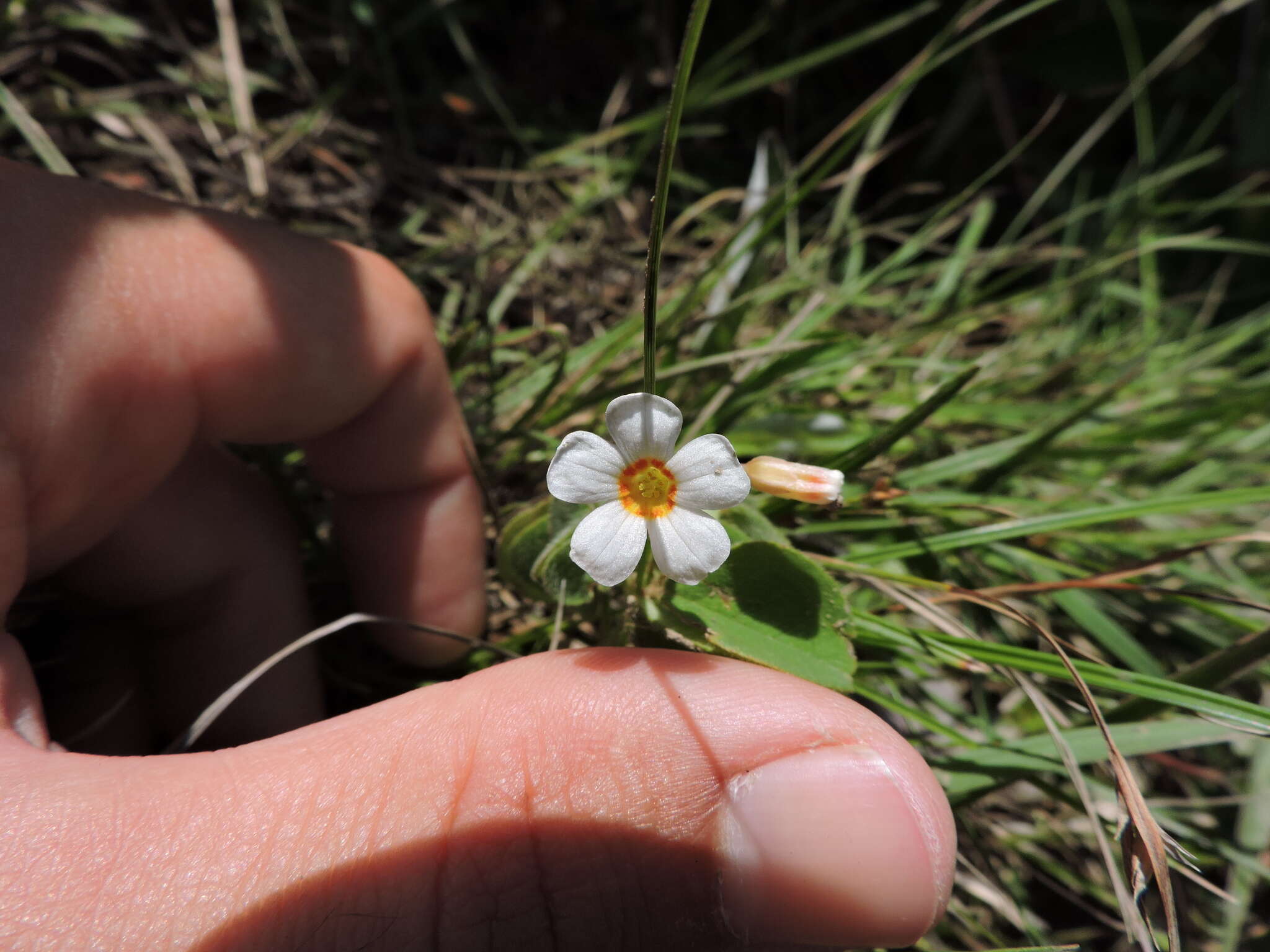 Imagem de Oxalis hedysarifolia Pohl ex Prog.