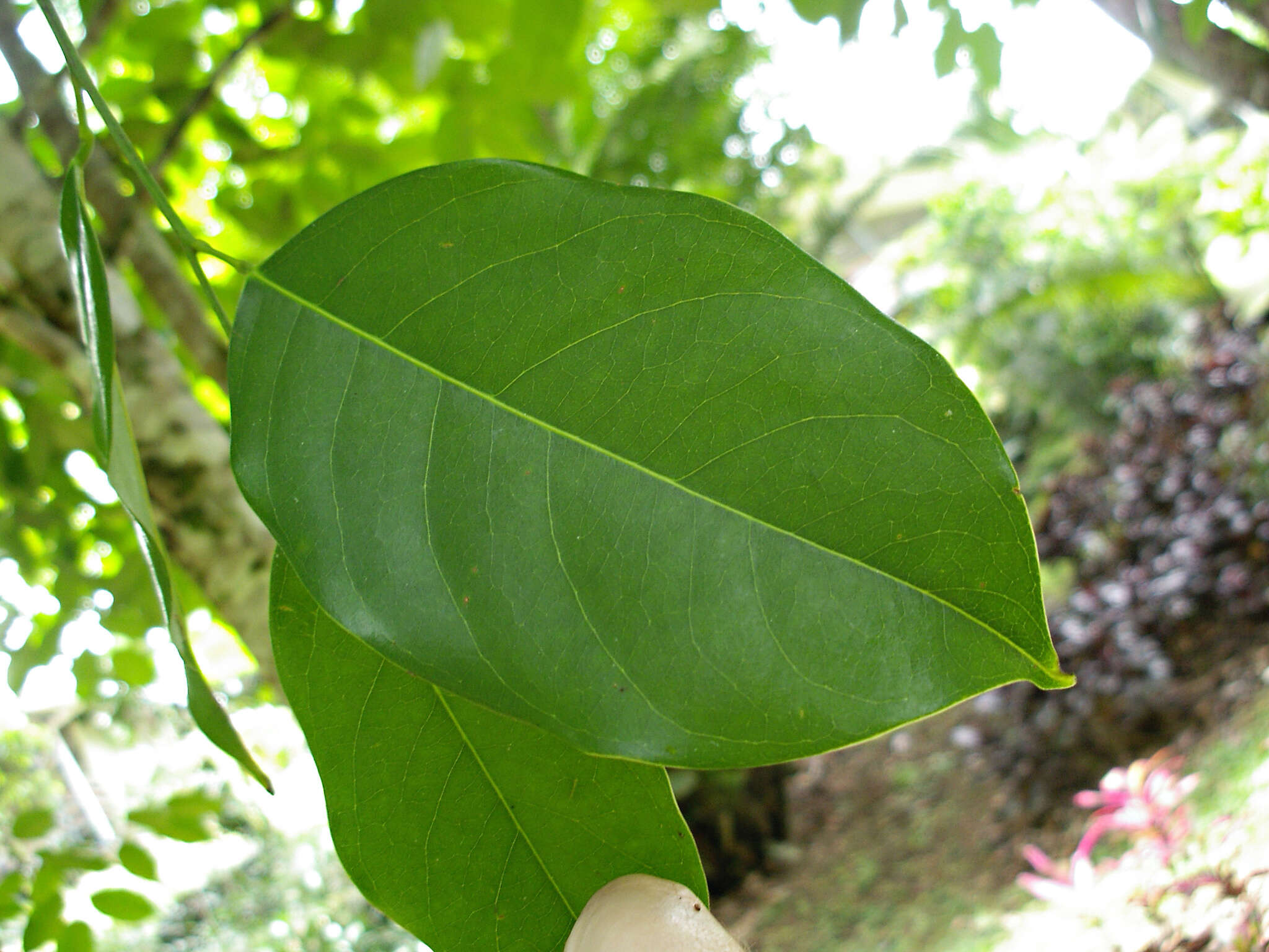 Image of Lepidobotryaceae