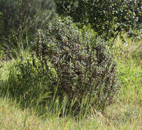 Image of Orange Bush-Monkey-Flower