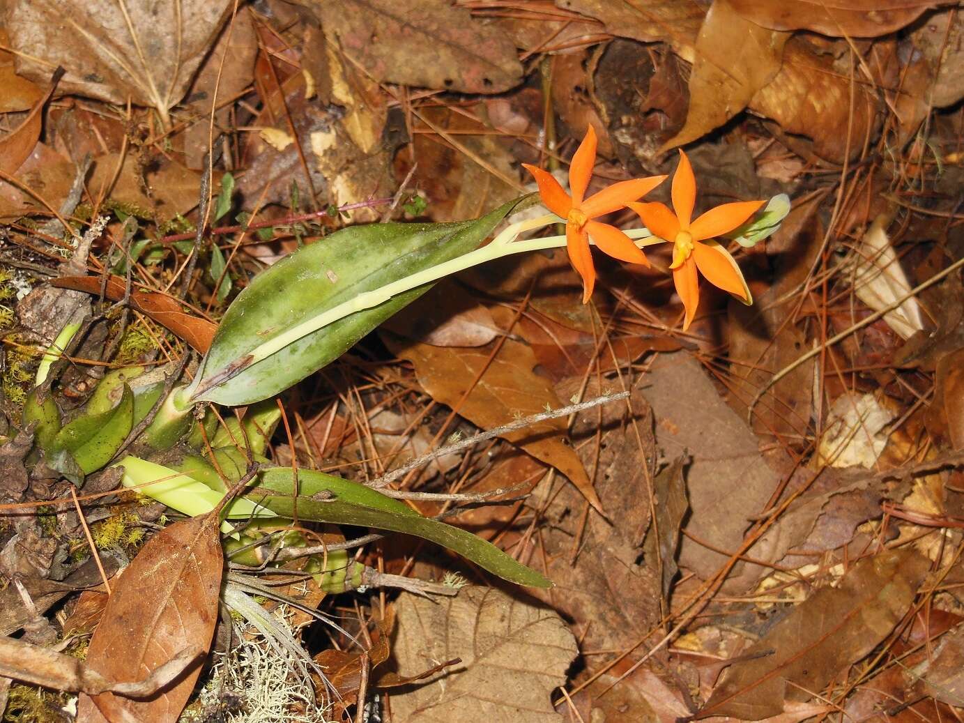 Image of Prosthechea vitellina (Lindl.) W. E. Higgins