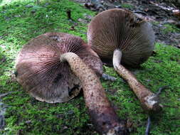 Hemistropharia resmi