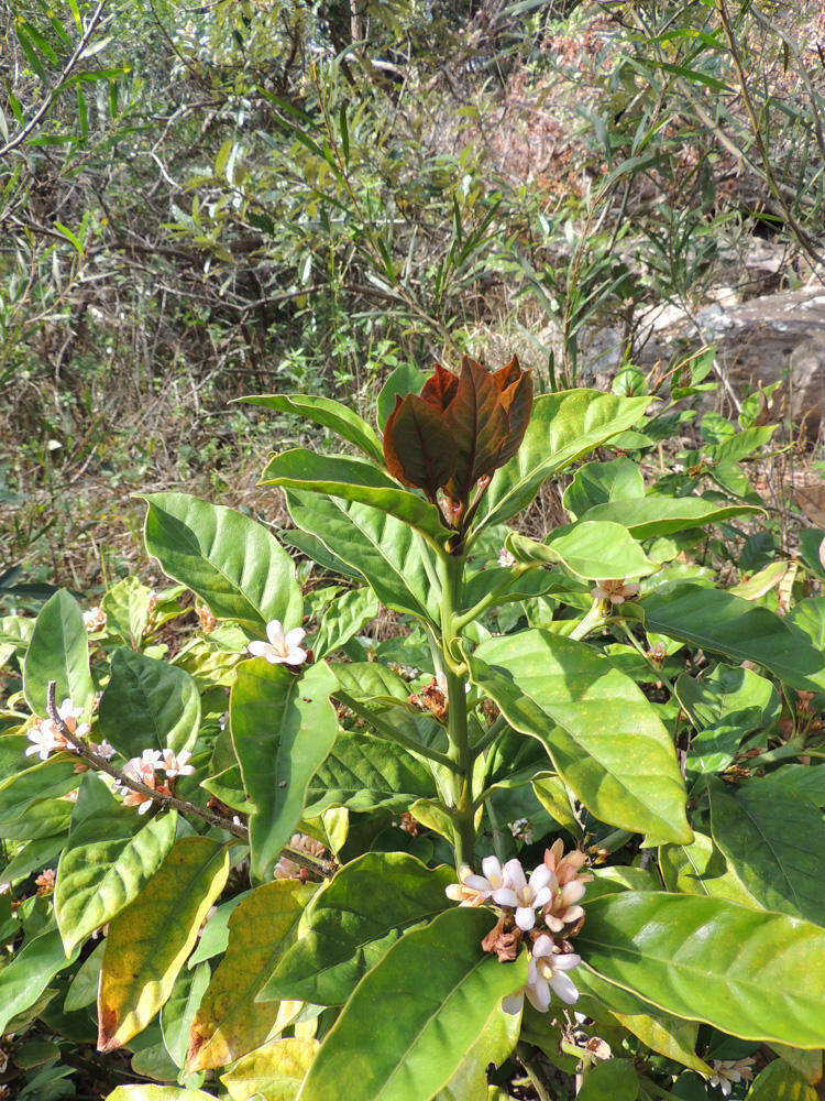 Plancia ëd Mitriostigma axillare Hochst.