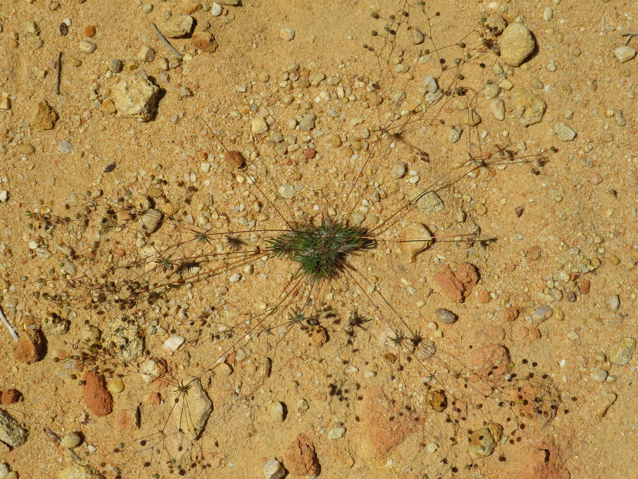 Image of Pharnaceum dichotomum L. fil.