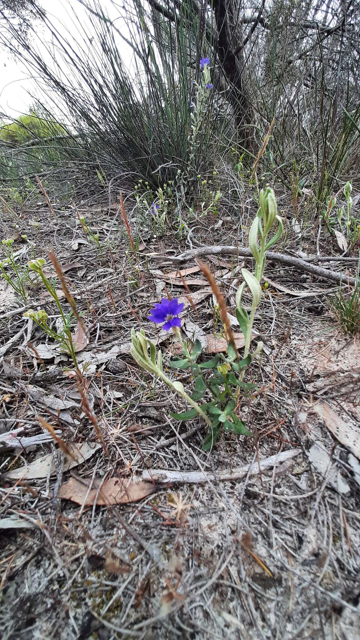 Image of Dampiera marifolia Benth.