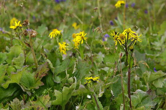 Senecio lugens Richards. resmi