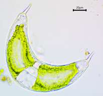 Image of Spinoclosterium cuspidatum