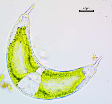Image of Spinoclosterium cuspidatum