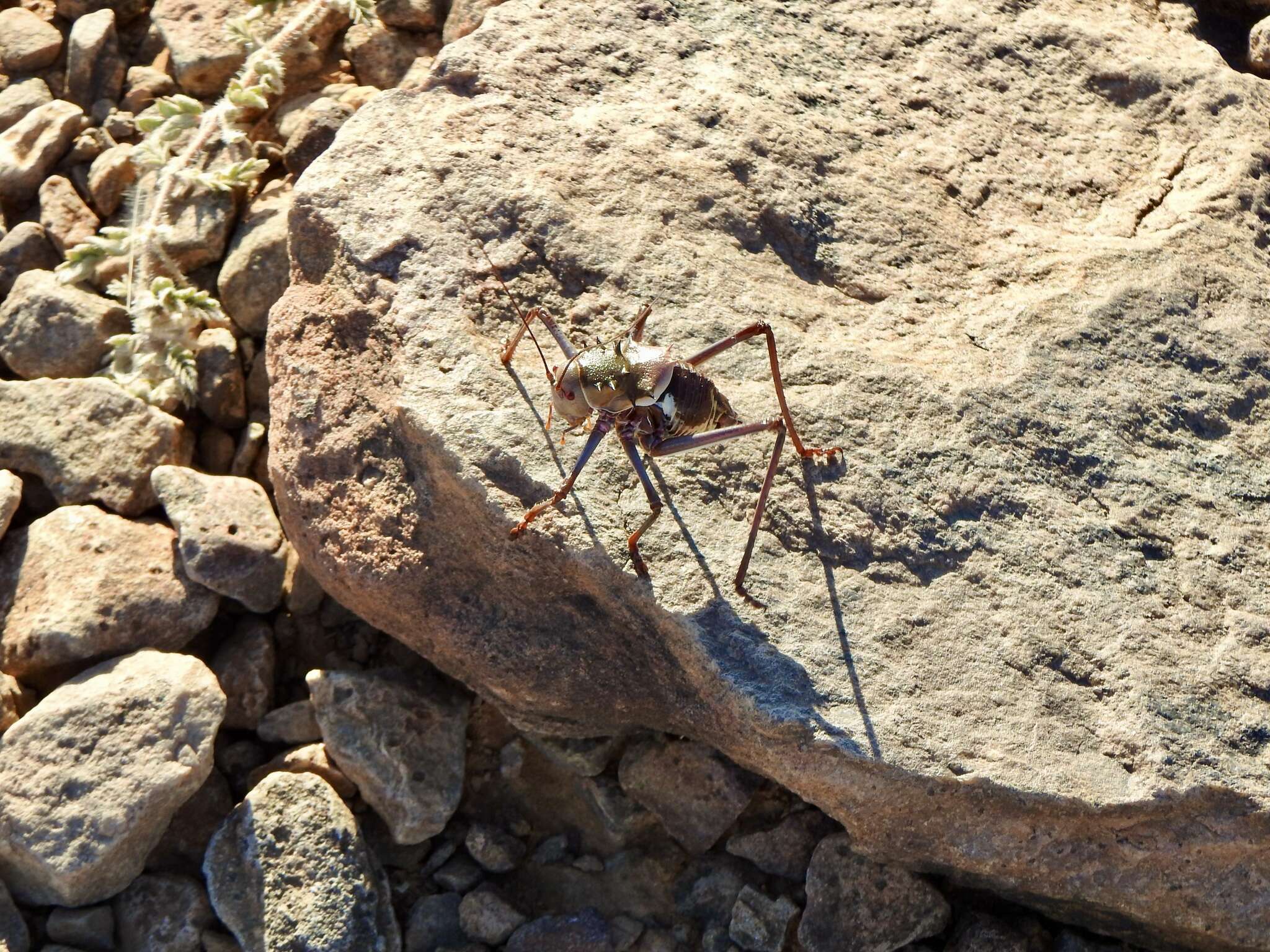 Image of Long-legged Armoured Katydid