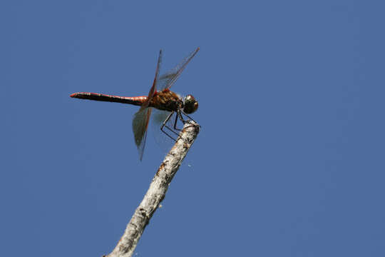 Image of Sympetrum semicinctum occidentale Bartenev 1915