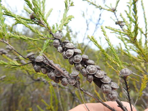 Sivun Leptospermum liversidgei R. T. Baker & H. G. Smith kuva