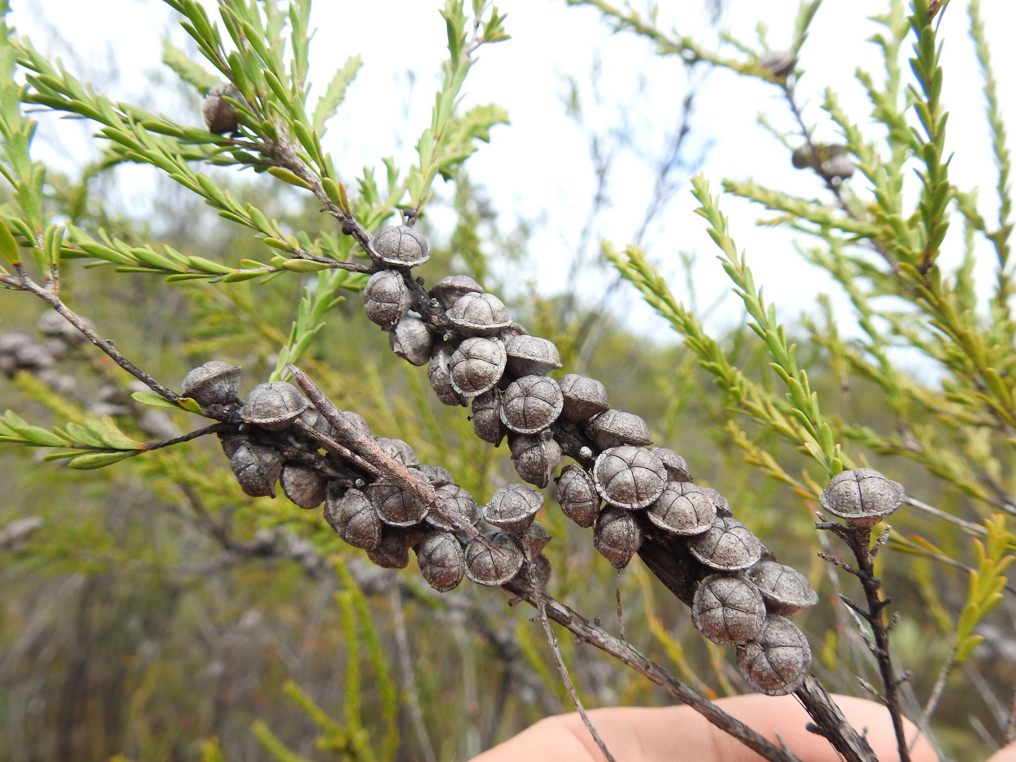 Image of Leptospermum liversidgei R. T. Baker & H. G. Smith