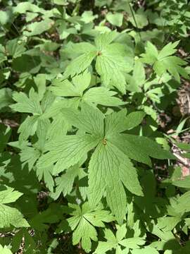 Image of tall thimbleweed