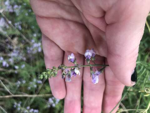 Imagem de Linaria dominii Druce