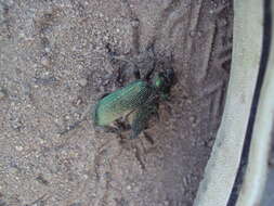 Image of Calosoma (Castrida) retusum (Fabricius 1775)