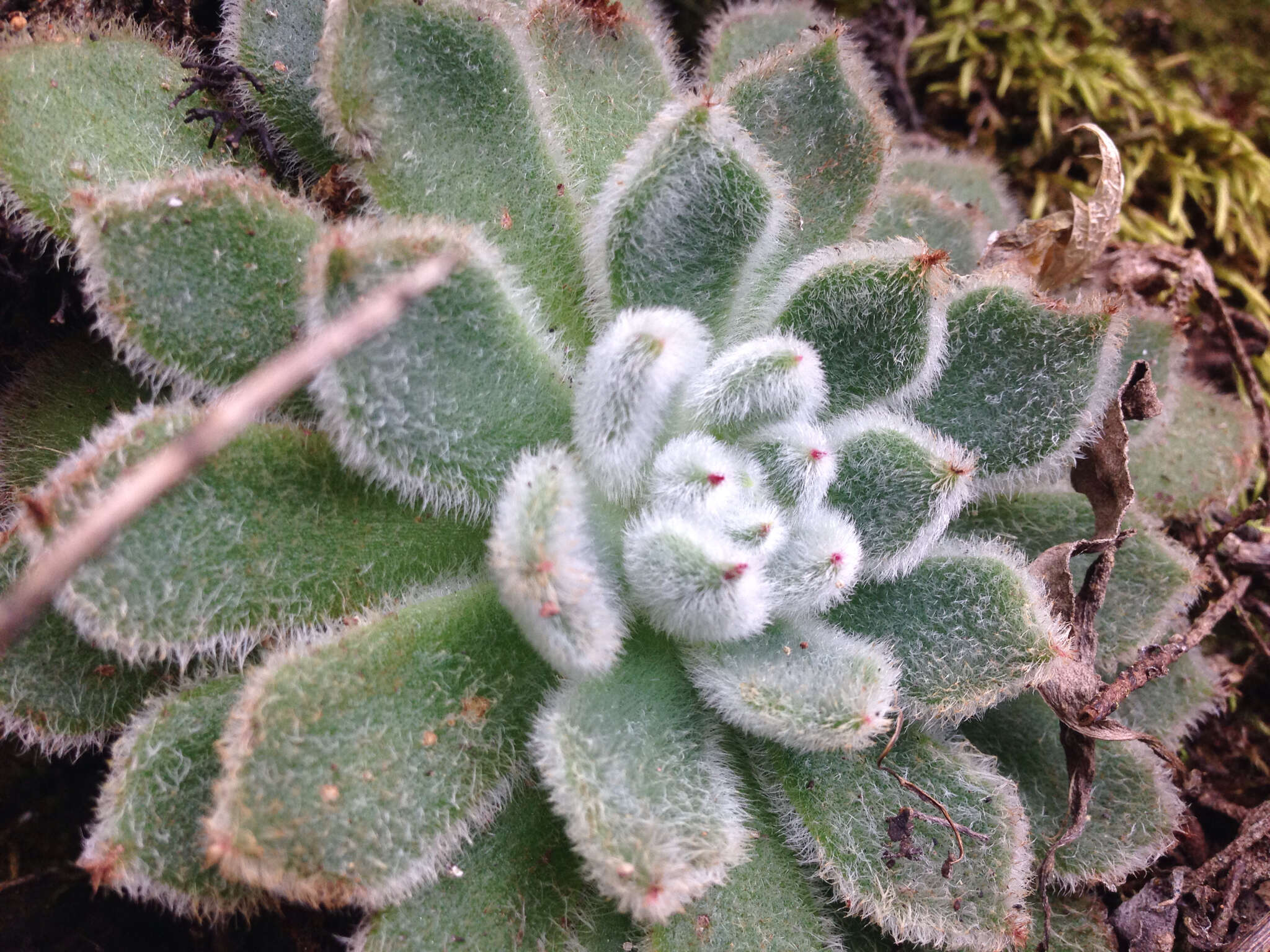 Image of <i>Echeveria <i>setosa</i></i> var. setosa