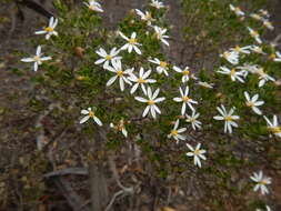 Image de Olearia muelleri (Sonder) Benth.