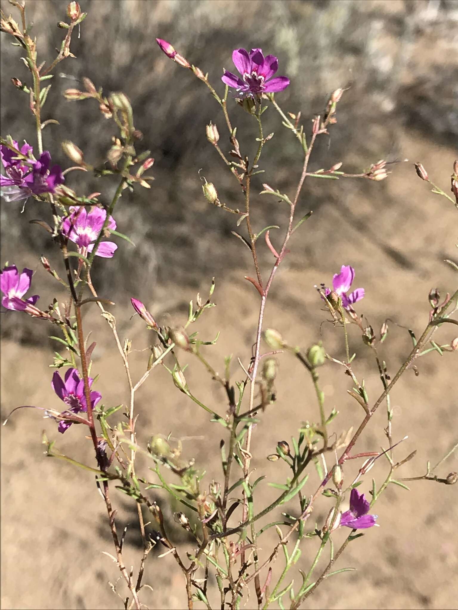 Image of Baja California ipomopsis