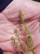 صورة Draba brachycarpa Nutt.