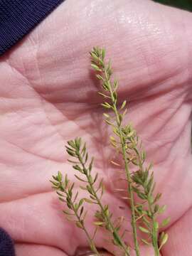 Image of shortpod draba