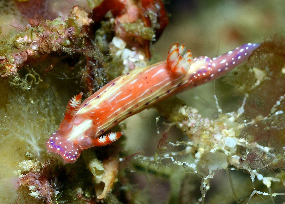 Image of Hypselodoris paradisa Gosliner & R. F. Johnson 2018