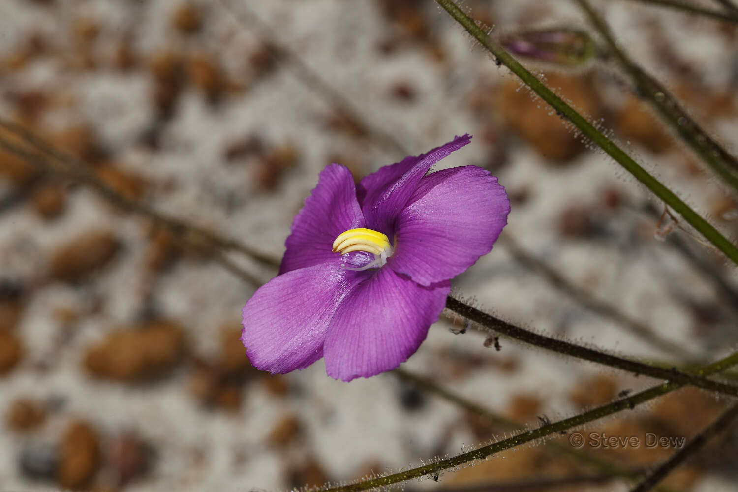 Image of Byblis lamellata Conran & Lowrie