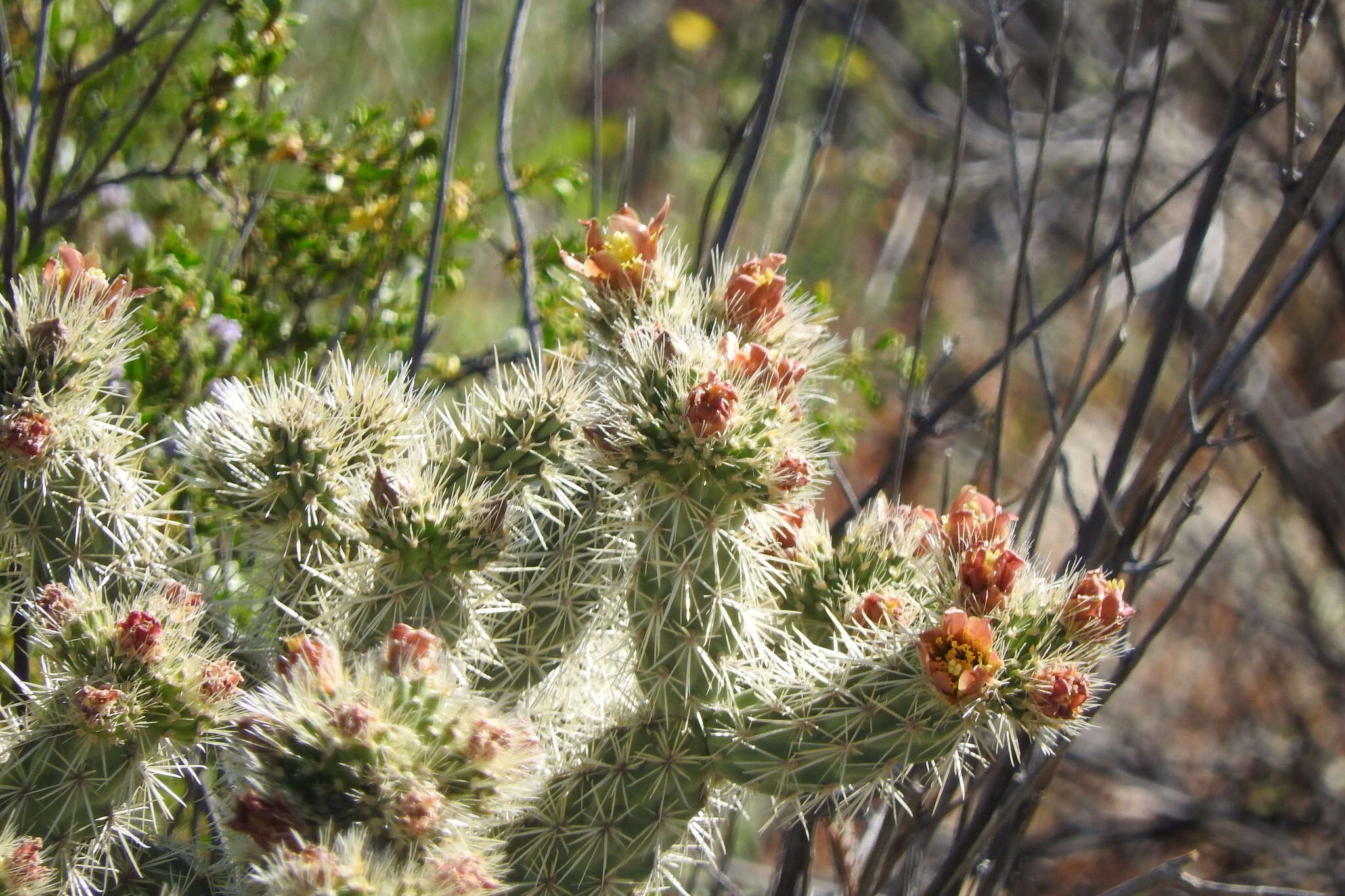 Image of Cylindropuntia alcahes var. alcahes