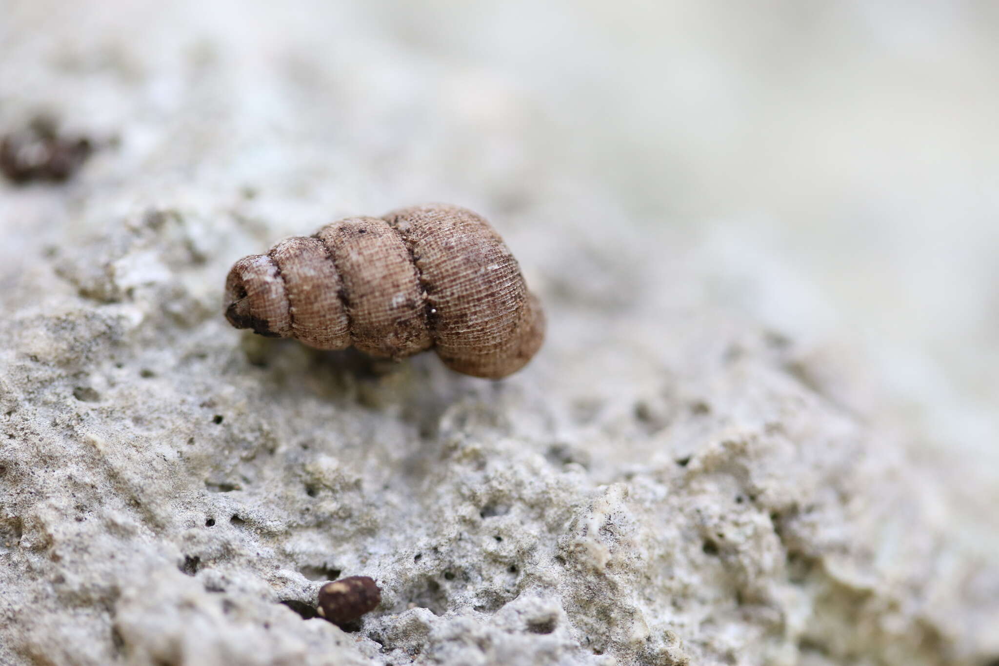 Image of <i>Parachondria dentata</i> (Say 1825)