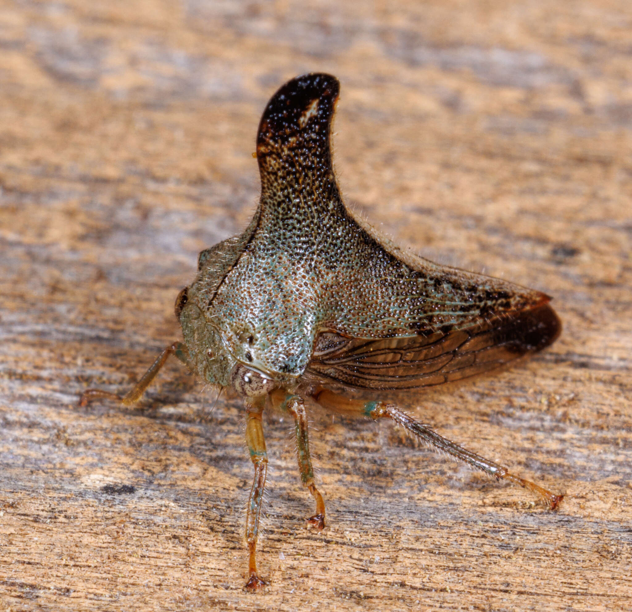 Image of Glossonotus turriculata Emmons