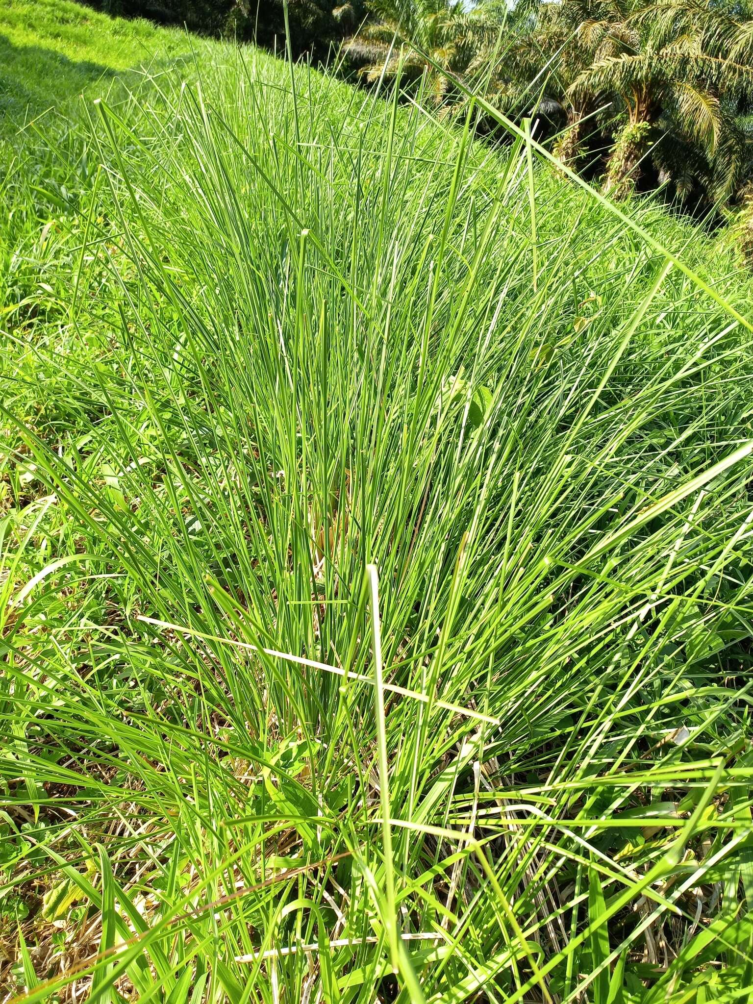 Vetiver resmi