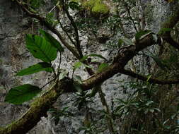 Image of Common rattlesnake orchid