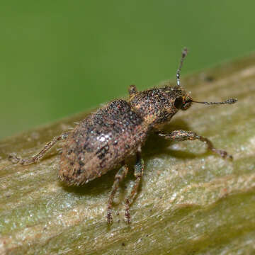 Image of Clover Root Weevil