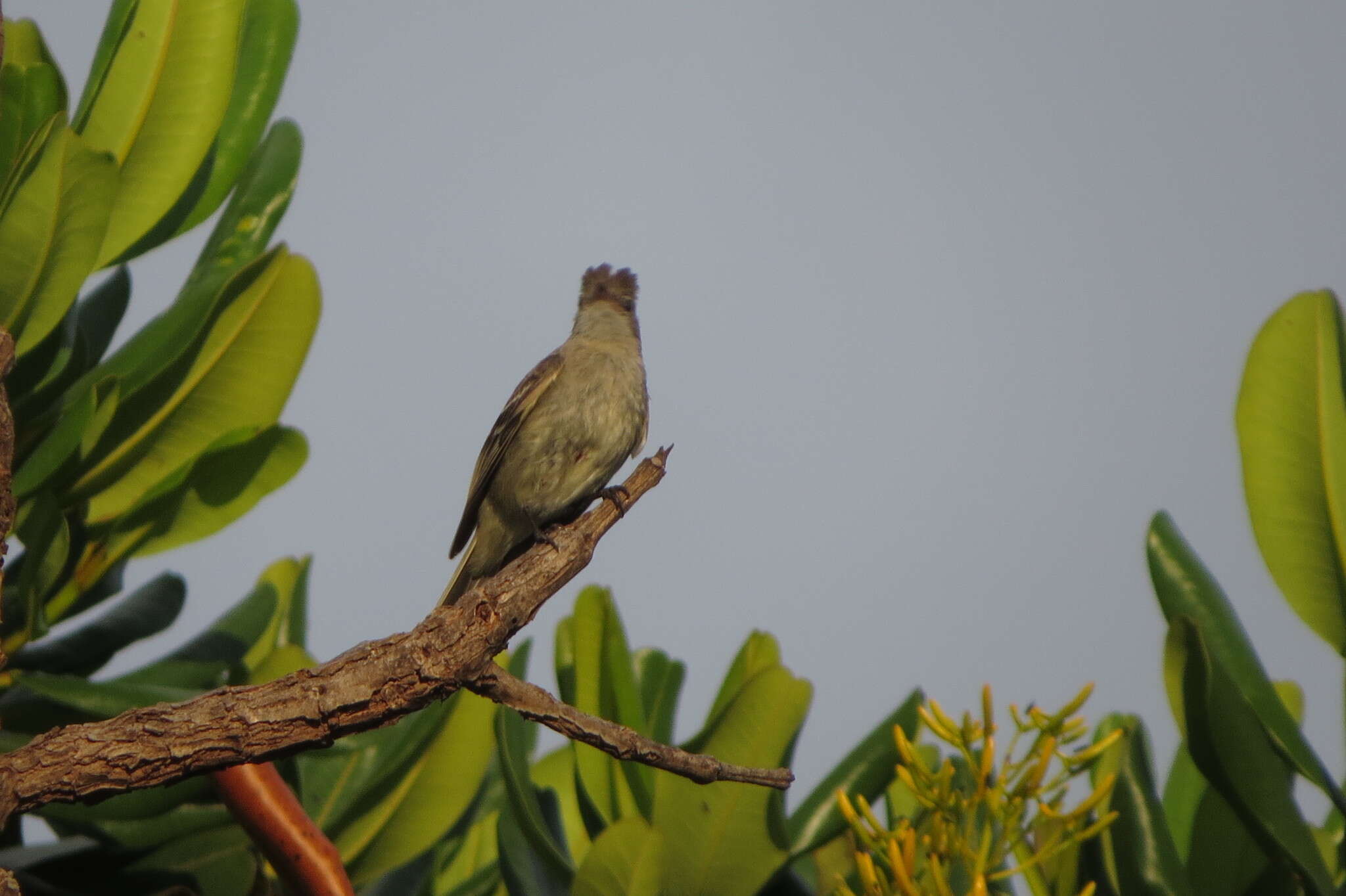 Image of Lesser Elaenia