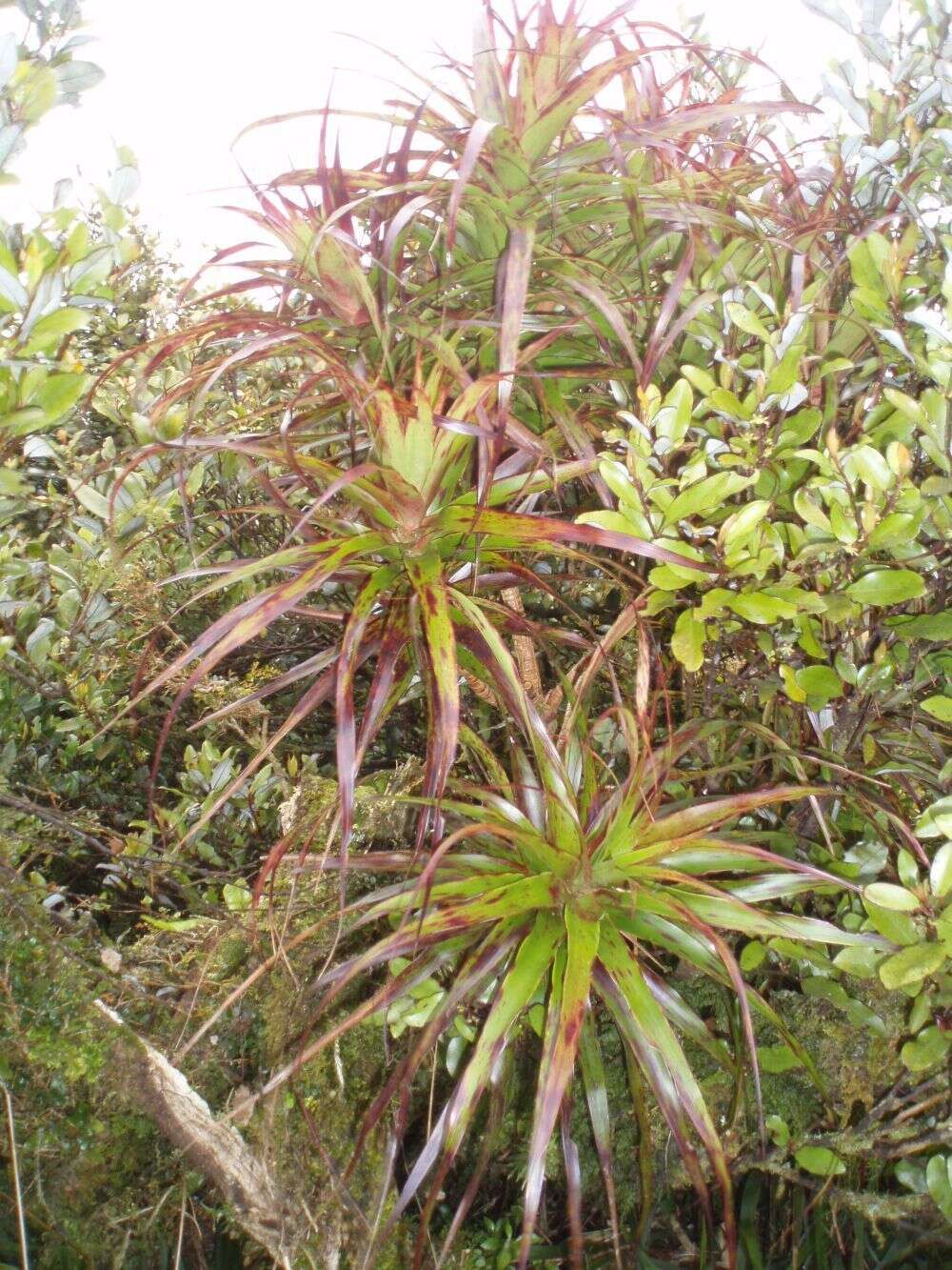 Image of Dracophyllum latifolium A. Cunn.