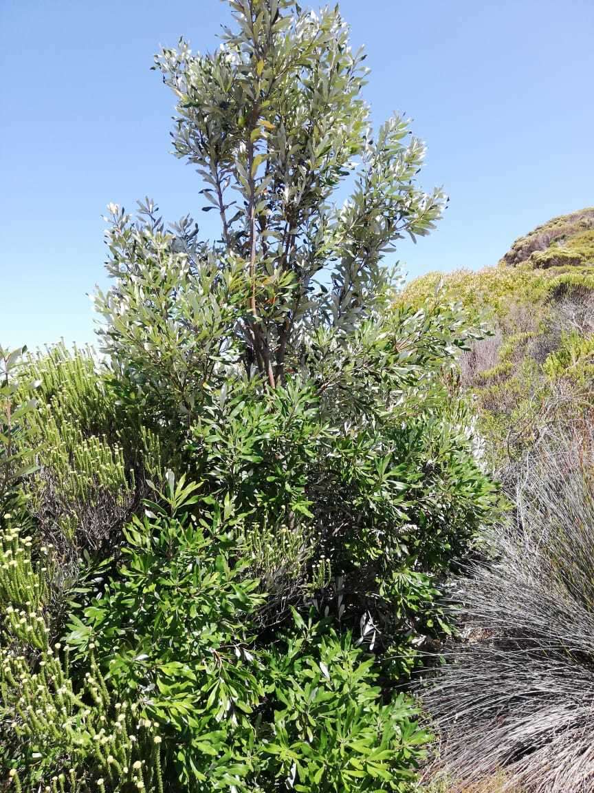 Image of Banksia integrifolia subsp. integrifolia