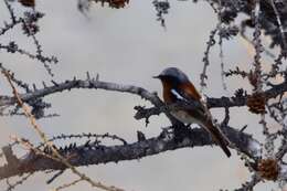 Image of Eversmann's Redstart