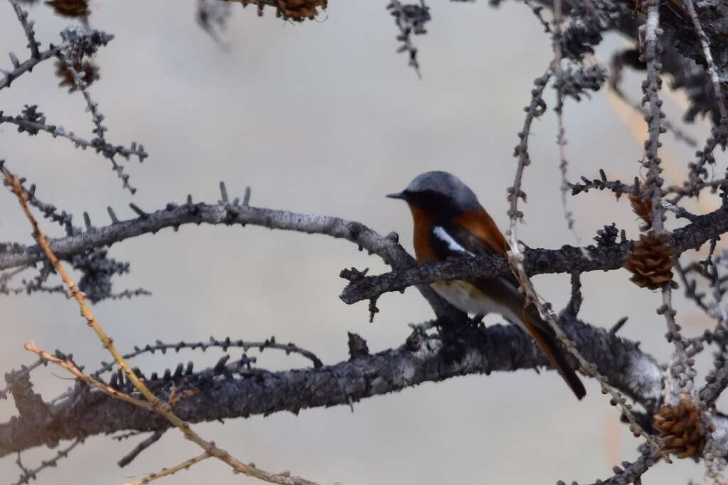 Image of Eversmann's Redstart