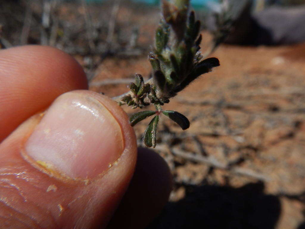 Image of Melolobium aethiopicum (L.) Druce