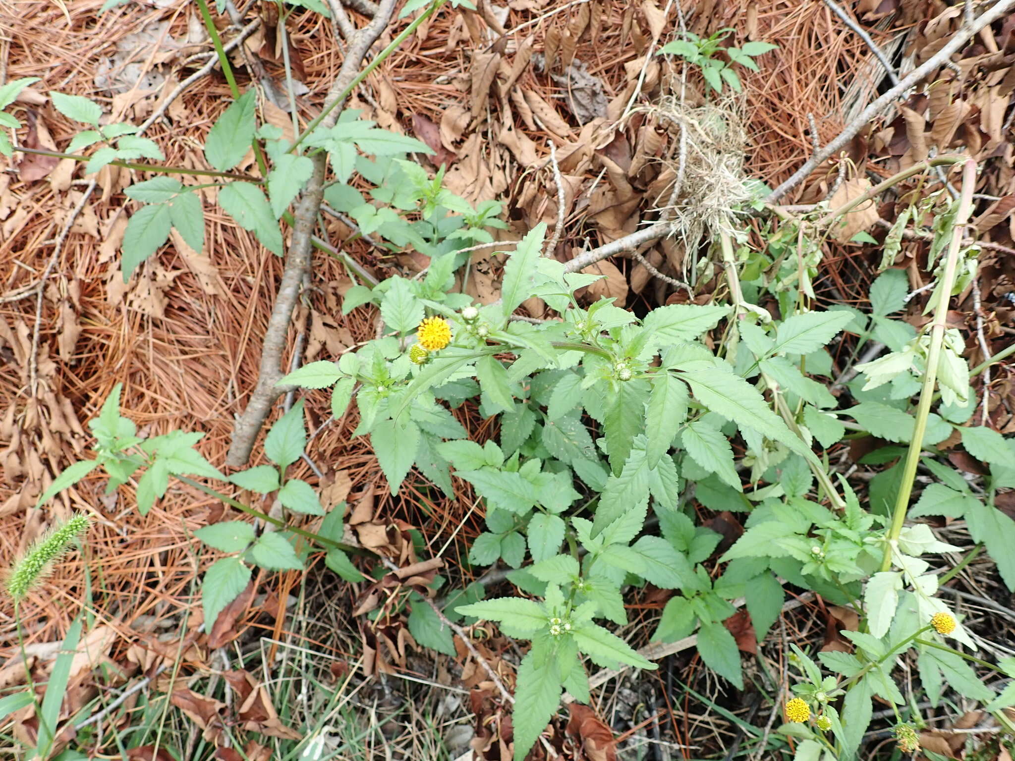 Image of <i>Bidens <i>pilosa</i></i> var. pilosa