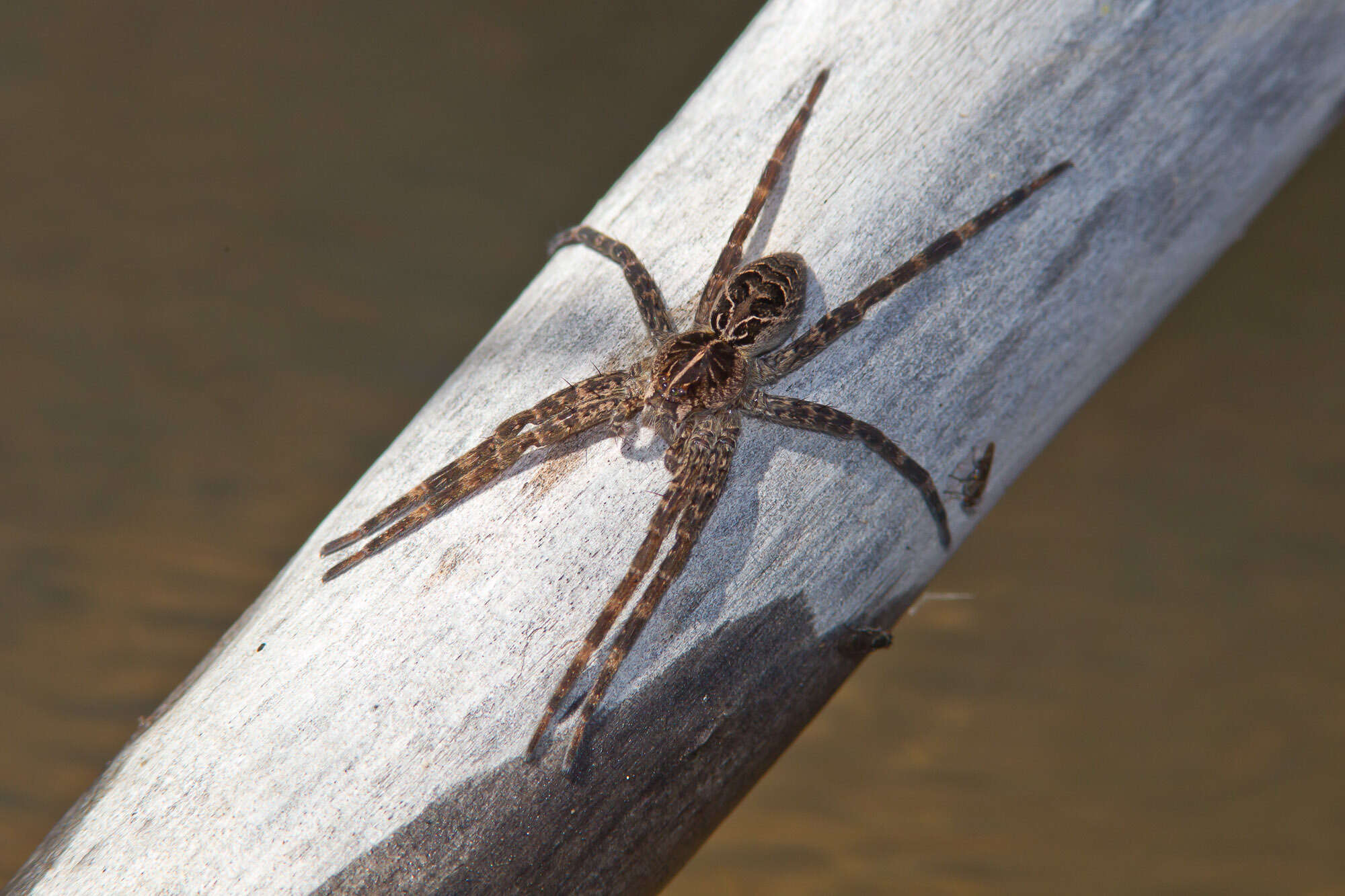 Image of Dolomedes gertschi Carico 1973